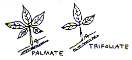 palmate trifoliate