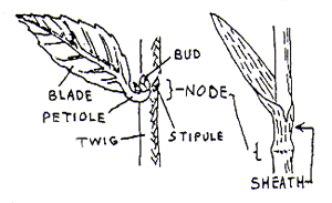 blade petiole bud stipule twig node sheath
