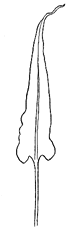 simple frond