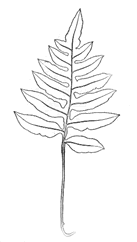 pinnatifid frond