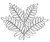 bipinnate frond