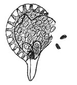 sporangia