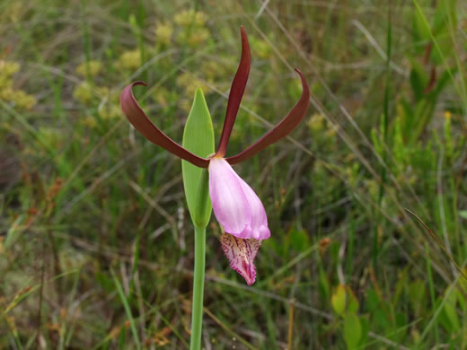 Rosebud Orchid, Large Spreading Pogonia (Cleistes divaricata)