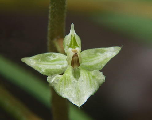 Shadow-witch Orchid, Ponthieu's Orchid, Shadow Witch (Ponthieva racemosa)