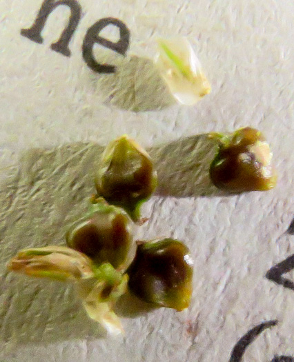 Carex decomposita, Cypress-knee Sedge, Epiphytic Sedge