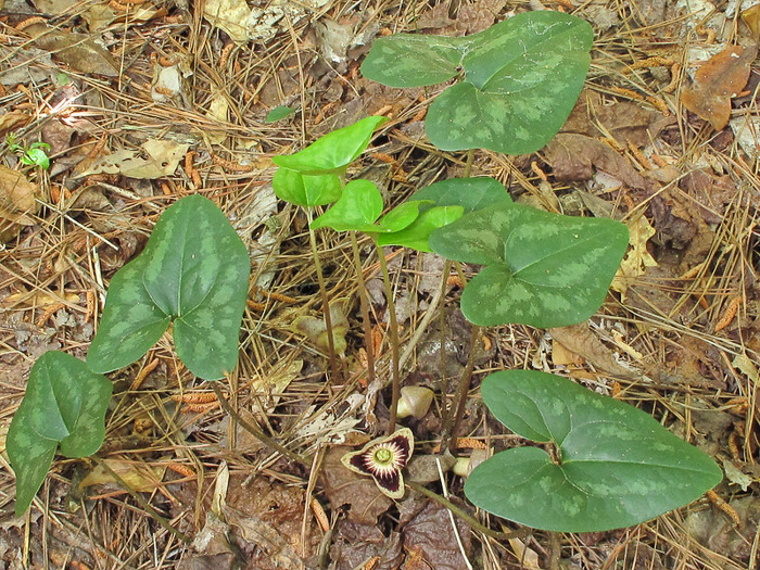 image of Hexastylis speciosa, Alabama Heartleaf, Alabama Ginger