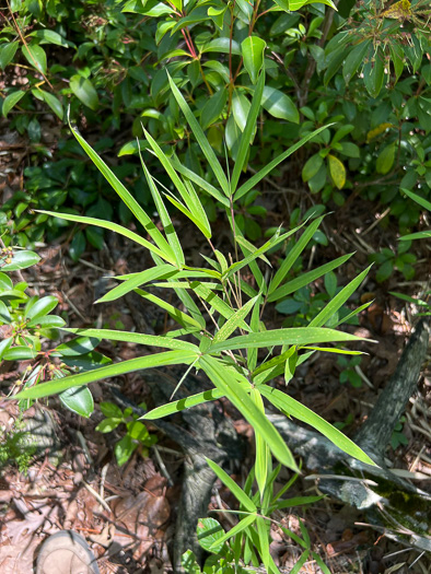 image of Arundinaria tecta, Switch Cane, Small Cane, Mutton Grass