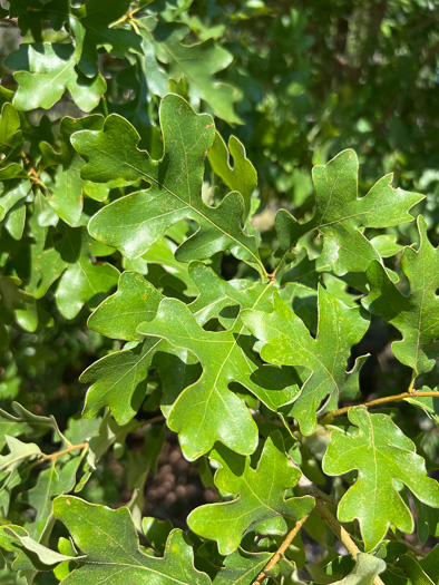 image of Quercus margaretiae, Sand Post Oak, Scrub Post Oak, Margaret's Oak