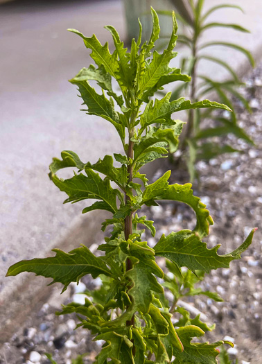 image of Dysphania anthelmintica, Wormseed, Epazote