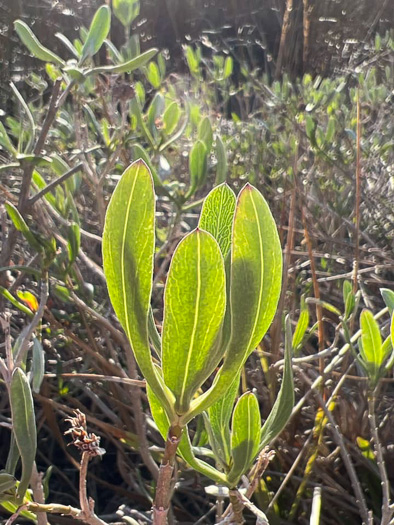 Borrichia frutescens, Silver Seaside Oxeye