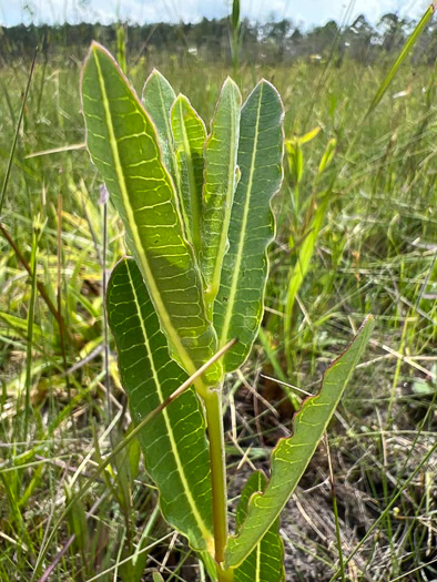 Asclepias connivens, Largeflower Milkweed
