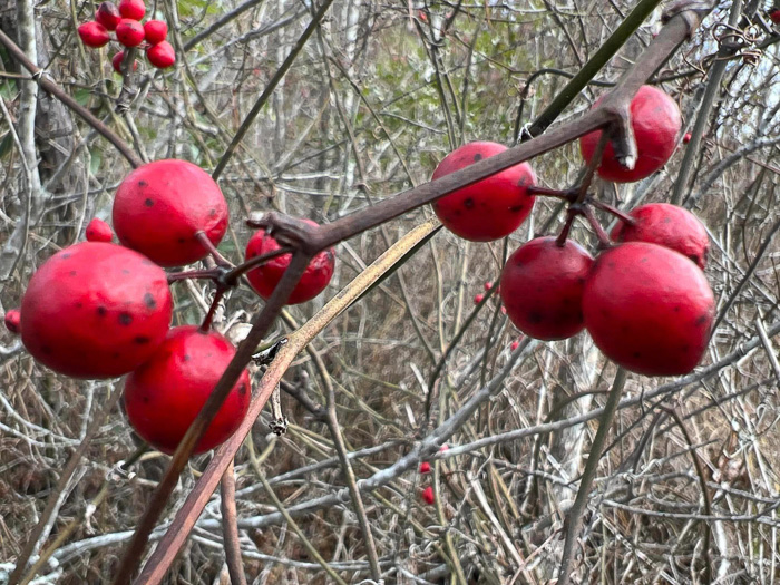 image of Smilax walteri, Coral Greenbrier, Red-berried Swamp Smilax