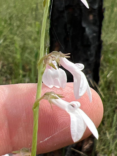 image of Lobelia floridana, Florida Lobelia