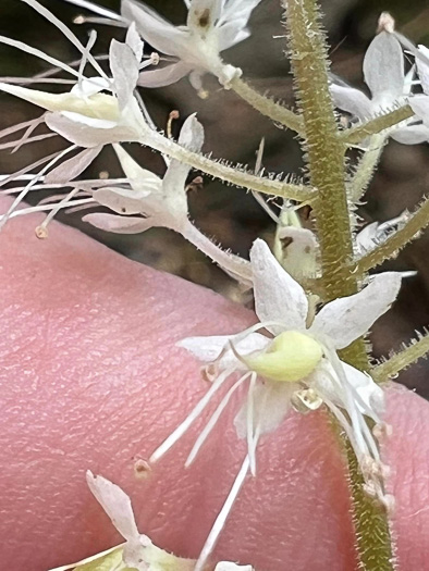 image of Tiarella austrina, Escarpment Foamflower, Southern Foamflower