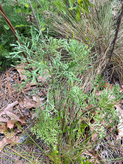 image of Eupatorium capillifolium, Common Dog-fennel, Summer Cedar, Yankeeweed, Cypressweed