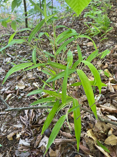image of Arundinaria appalachiana, Hill Cane