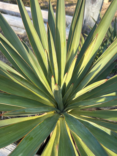 image of Yucca gloriosa, Mound-lily Yucca, Spanish Bayonet