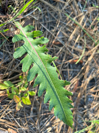 image of Parthenium integrifolium var. mabryanum, Sandhill Wild Quinine, Mabry's Wild Quinine, Carolina Wild Quinine