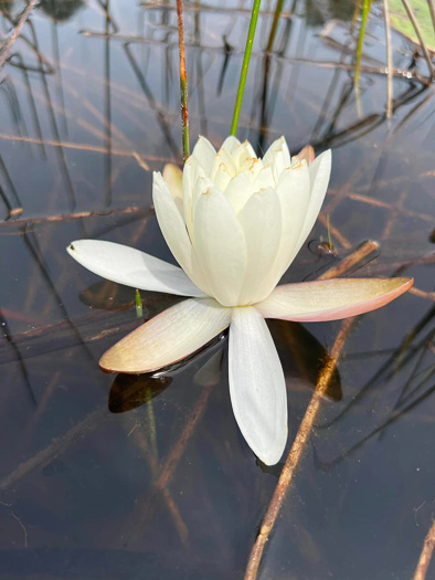 image of Nymphaea odorata ssp. odorata, Fragrant White Water-lily, American Water-lily, Sweet Water-lily, White Water-lily