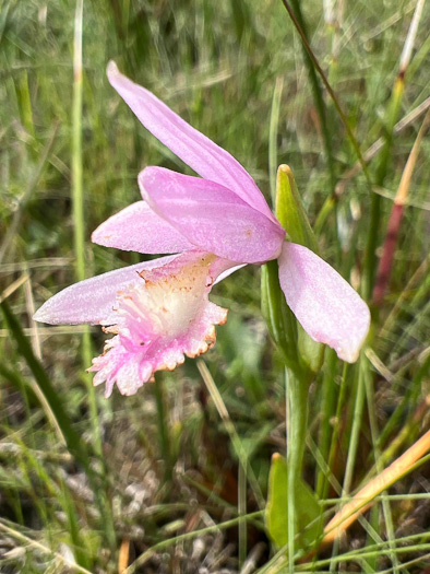 image of Pogonia ophioglossoides, Rose Pogonia, Snakemouth Orchid, Beardflower, Addermouth