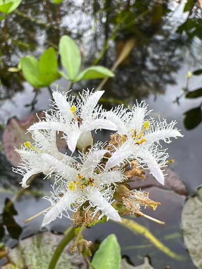 image of Menyanthes trifoliata, Buckbean, Bogbean