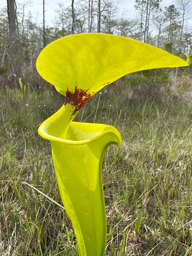 image of Sarracenia flava, Yellow Pitcherplant, Yellow Trumpet, Trumpets