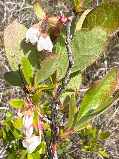 image of Gaylussacia mosieri, Mosier's Huckleberry, Hirsute Huckleberry