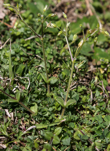 image of Cerastium semidecandrum, Little Mouse-ear Chickweed, Fivestamen Chickweed
