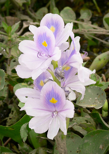 image of Oshuna crassipes, Water-hyacinth