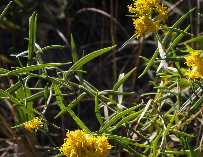 image of Euthamia weakleyi, Marsh Flattop Goldenrod