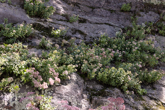 image of Hylotelephium telephioides, Allegheny Live-forever, Cliff Orpine, Allegheny Stonecrop