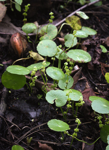 image of Hydrocotyle verticillata, Shield Marsh-pennywort, Whorled Marsh-pennywort