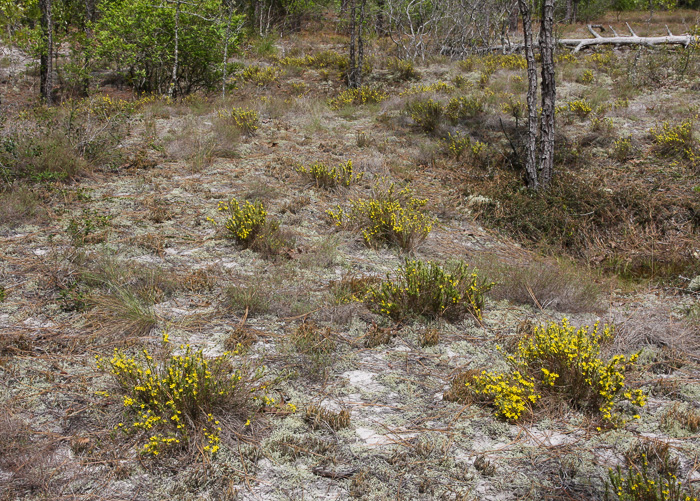 image of Hudsonia ericoides, Northern Golden-heather