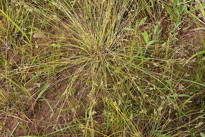 image of Isolepis carinata, Keeled Bulrush