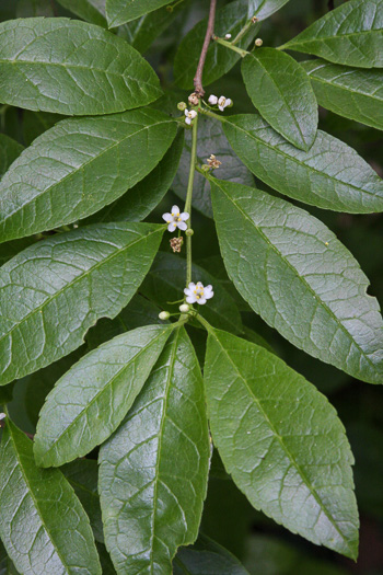 image of Ilex laevigata, Smooth Winterberry