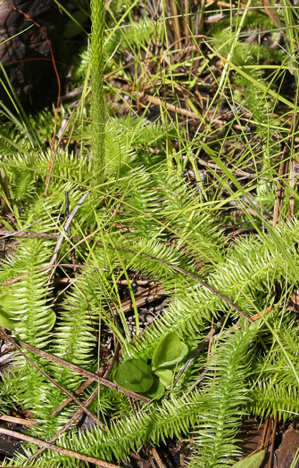 image of Lycopodiella prostrata, Featherstem Clubmoss, Prostrate Bog Clubmoss