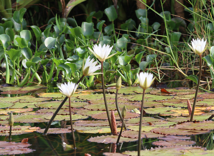 image of Nymphaea elegans, Tropical Blue Water-lily