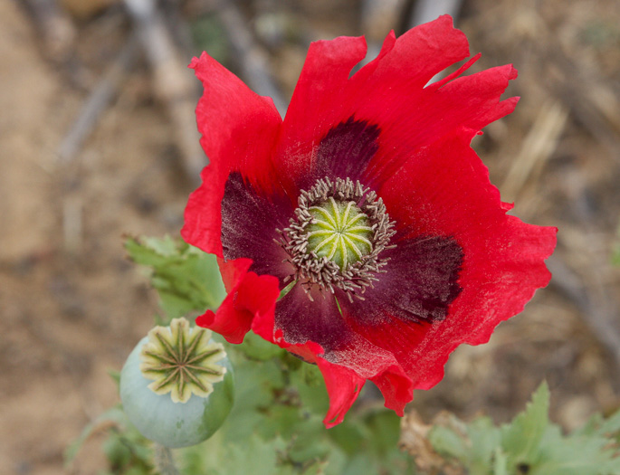 Papaver somniferum, Opium Poppy, Breadseed Poppy