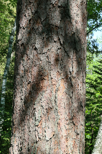 image of Pinus resinosa, Red Pine