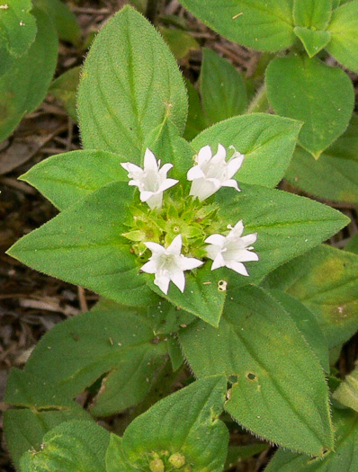image of Richardia scabra, Rough Mexican-clover