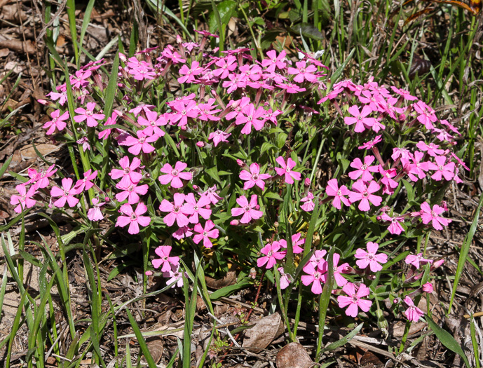 image of Silene caroliniana var. pensylvanica, Northern Wild-pink, Sticky Catchfly, Pennsylvania Catchfly