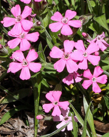 image of Silene caroliniana var. pensylvanica, Northern Wild-pink, Sticky Catchfly, Pennsylvania Catchfly