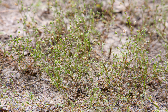 Sagina decumbens, Trailing Pearlwort, Eastern Pearlwort, Annual Pearlwort