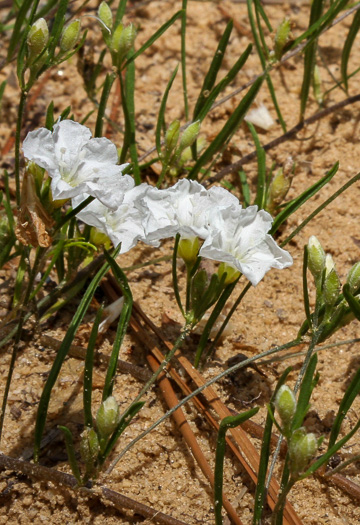 image of Stylisma pickeringii var. pickeringii, Pickering's Dawnflower