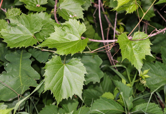 image of Vitis riparia, Riverbank Grape