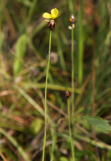 image of Xyris curtissii, Curtiss's yellow-eyed-grass