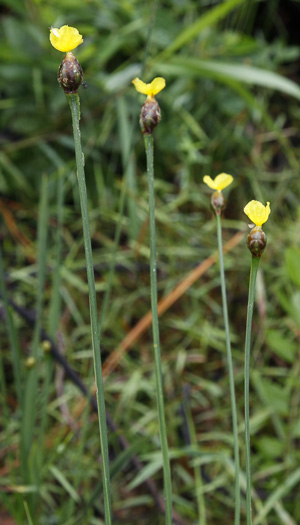image of Xyris scabrifolia, Roughleaf Yellow-eyed-grass, Scabrous-leaved Xyris, Harper's Yellow-eyed-grass