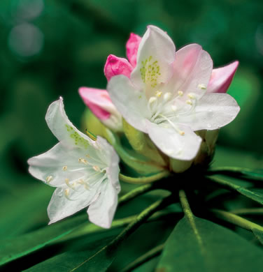 image of Rhododendron maximum, Rosebay Rhododendron, Great Laurel, White Rosebay, Great Rhododendron
