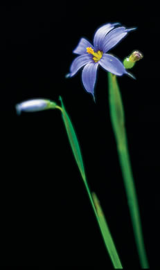 image of Sisyrinchium angustifolium, Narrowleaf Blue-eyed-grass, Stout Blue-eyed-grass
