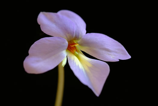 image of Viola pedata var. pedata, Common Birdsfoot Violet